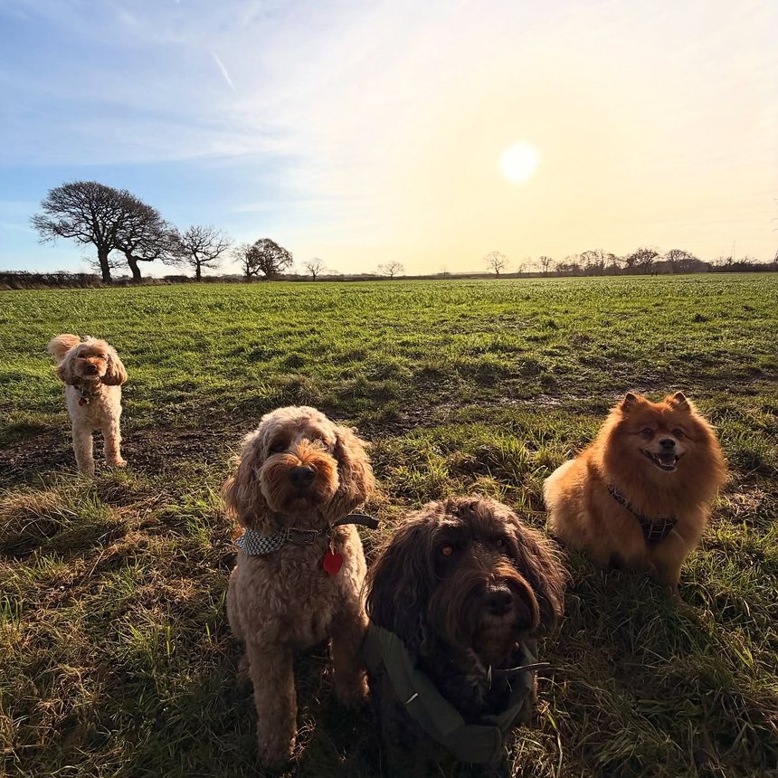 Group dog walking in Knutsford