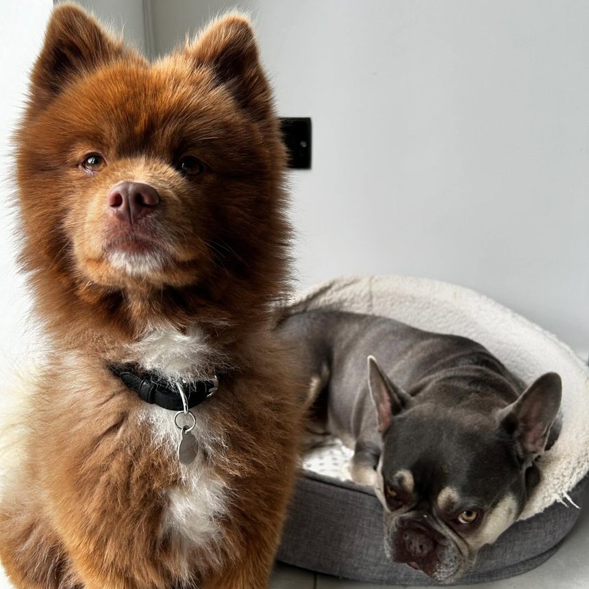 Pet sitting in Knutsford