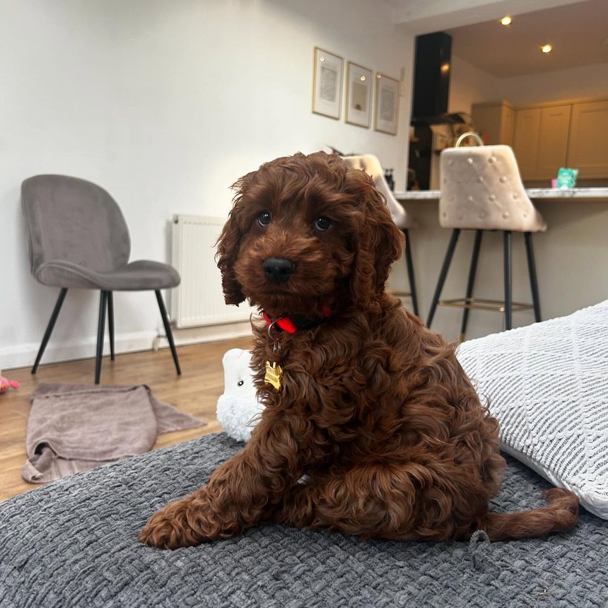 Puppy care in Knutsford
