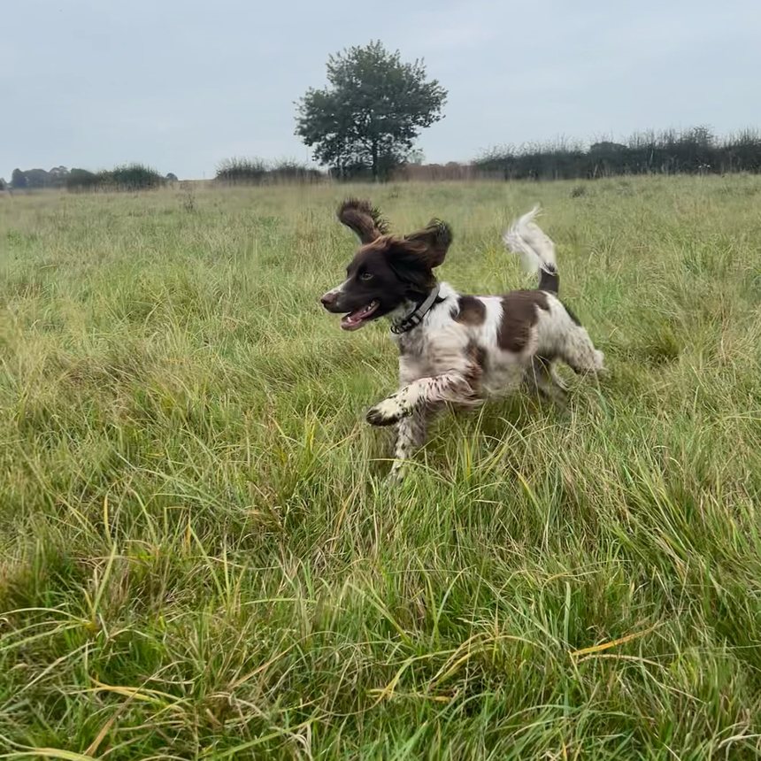 Solo dog walking in Knutsford