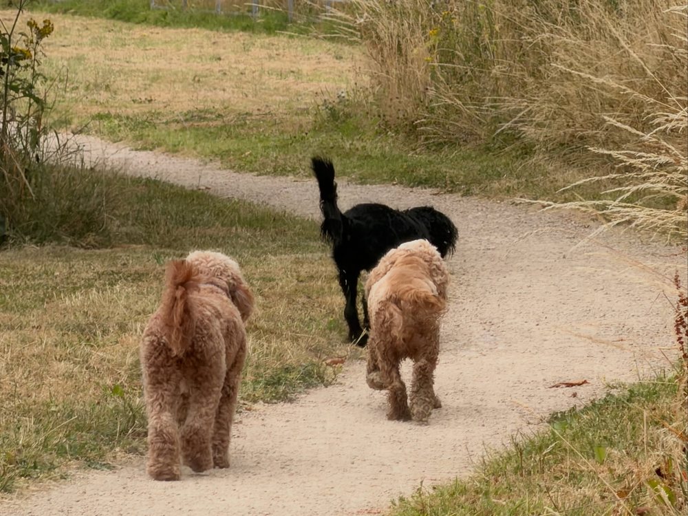 A group of dogs walking together along a footpath near Knutsford