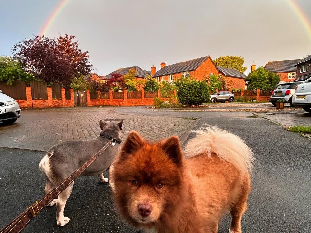 Two dogs out on a home visit in a Knutsford neighbourhood