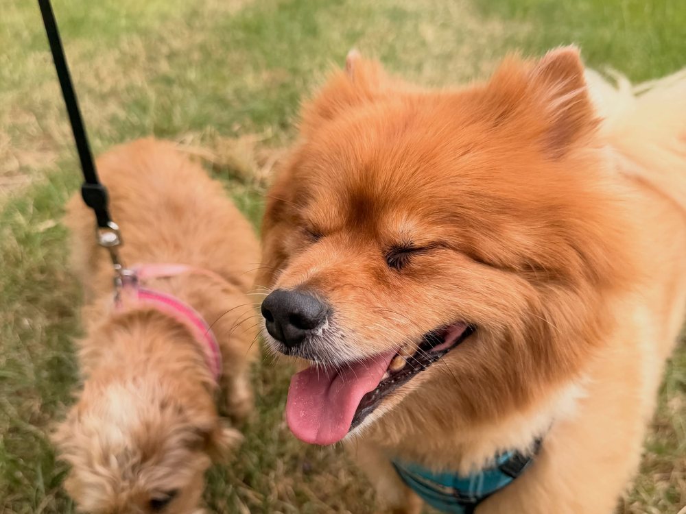 Two happy dogs on a gentle care walk near Knutsford