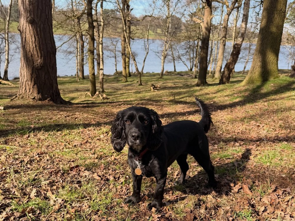 A cocker spaniel on a calm solo walk by the lake at Tatton Park, Knutsford
